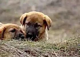 SOKAK HAYVANLARI İÇİN ÇALIŞTIĞIMIZ PROJELER TAMAMLANDI.